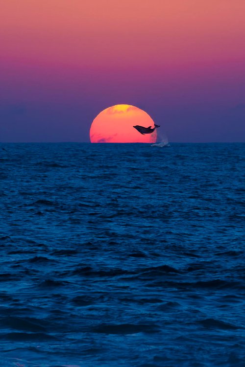 Sunset+featuring+a+dolphin