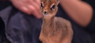 Unsolicited+Dik-Dik+pic