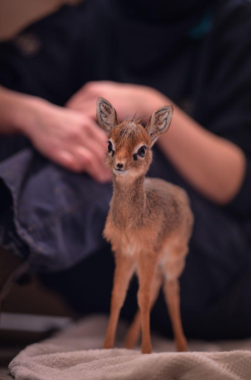 Unsolicited+Dik-Dik+pic