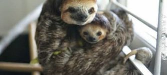 The+sloth+life.