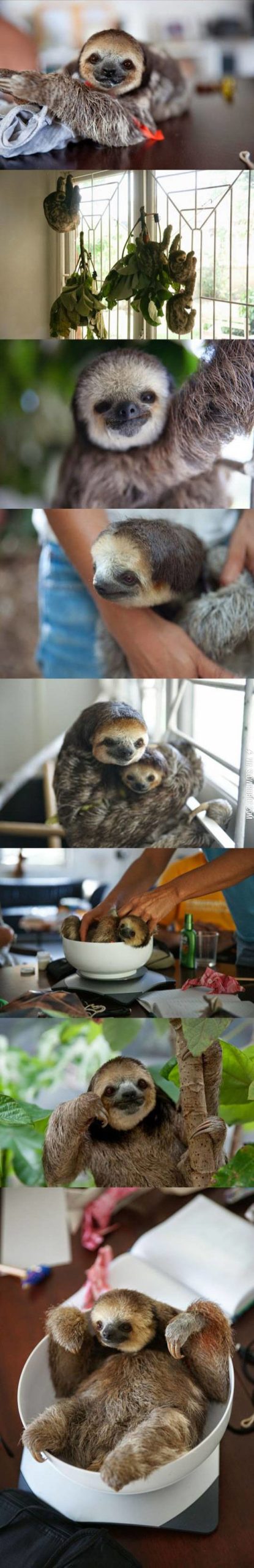 The+sloth+life.
