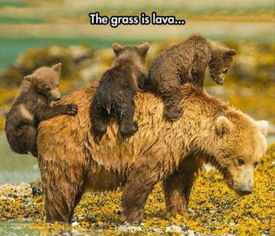 Bear+Cubs+At+Play