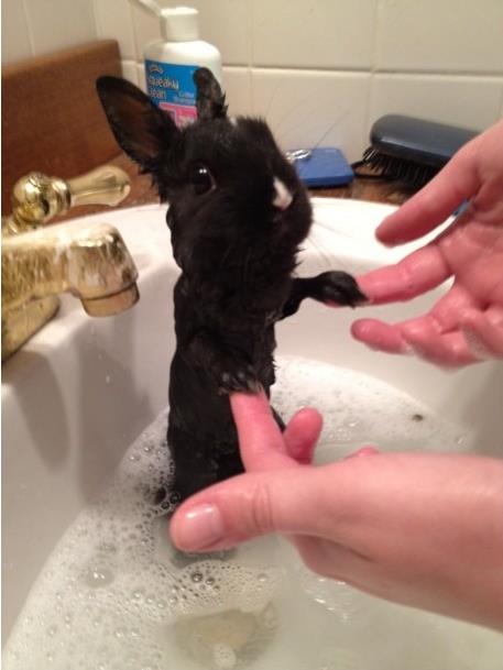 When+a+Rabbit+takes+a+bath%21