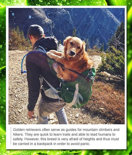 Golden+Retrievers+Are+The+Best