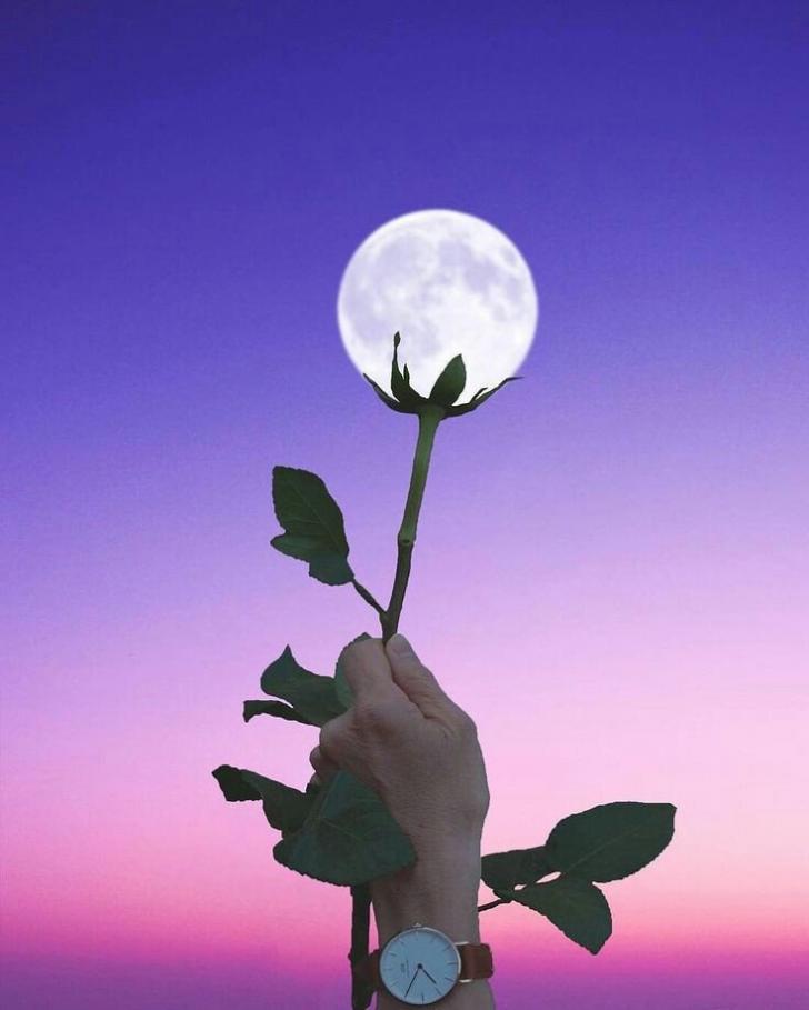 Flower+moon.