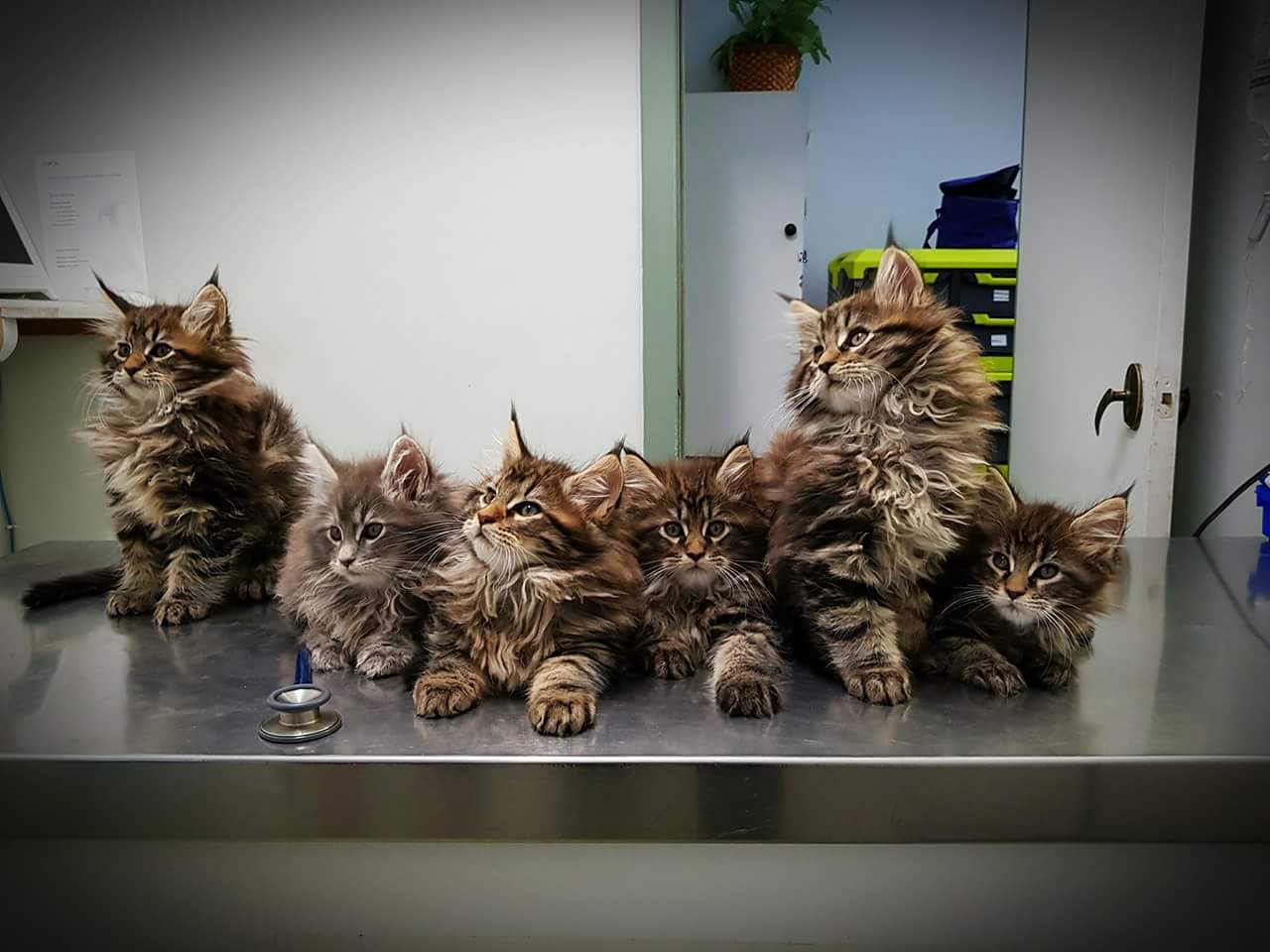 Maine+Coon+kittens+getting+their+vaccines%21