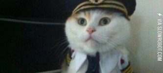 Captain+Kitty