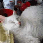 How+to+wake+up+your+cat.