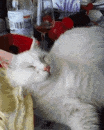 How+to+wake+up+your+cat.