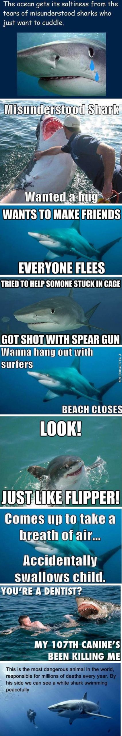 Misunderstood+sharks.