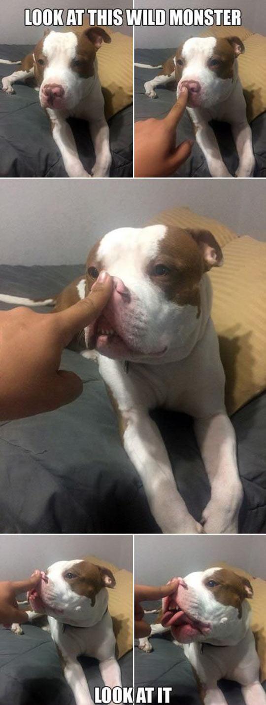 Look+at+this+wild+monster.