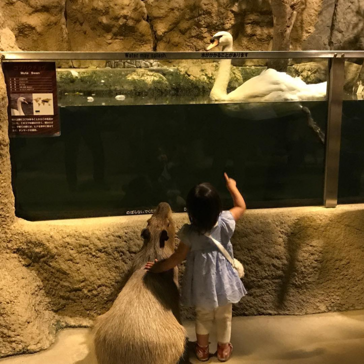 A+girl+and+a+capybara