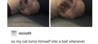 Ball+Cat