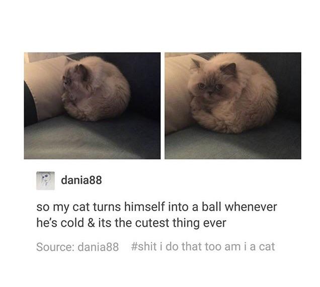 Ball+Cat