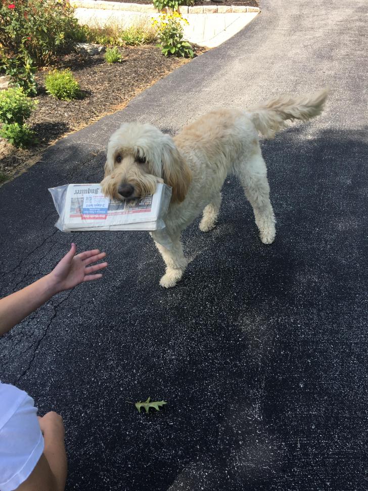 Lucy+lost+her+leg+to+cancer+but+still+brings+in+the+paper+every+morning