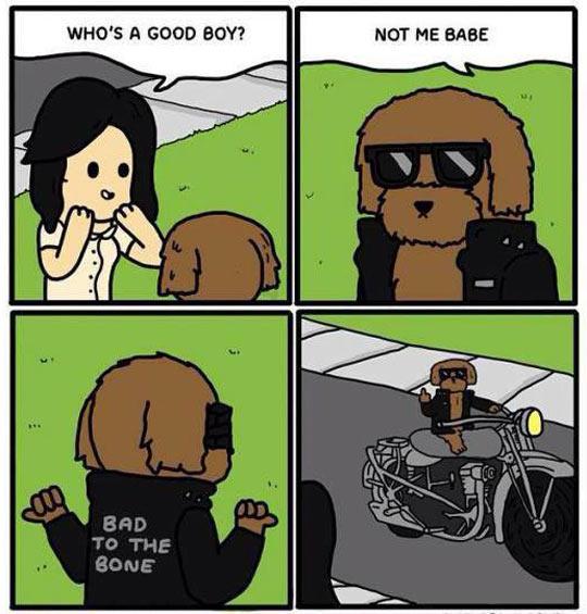 Who%26%238217%3Bs+a+good+boy%3F