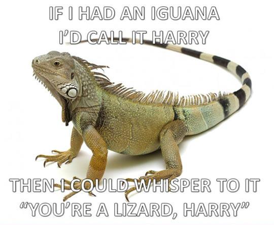 My+Magical+Iguana