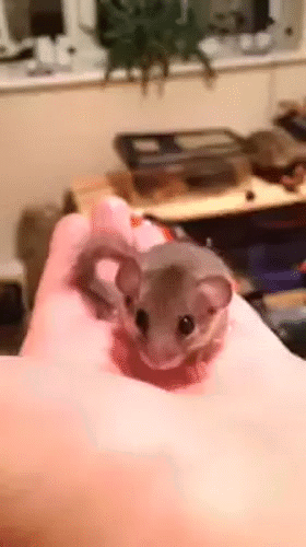 The+adorable+dance+of+a+tiny+squirrel.