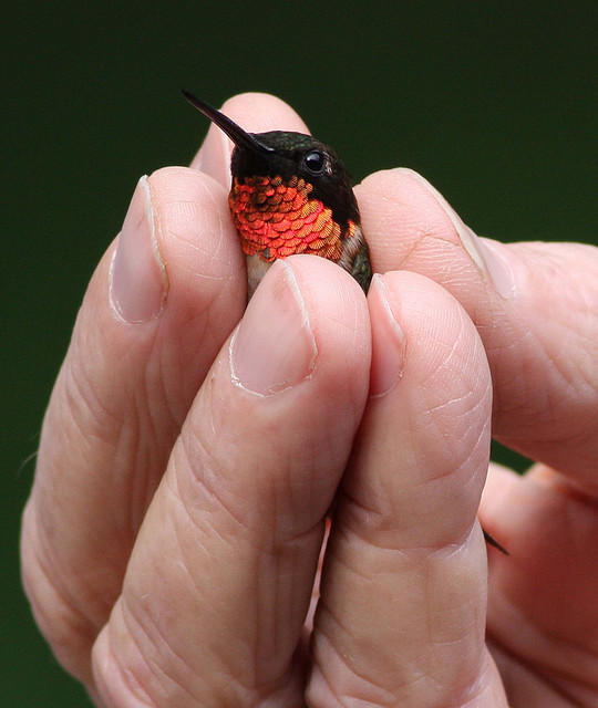 A+tiny+ruby+throated+Hummingbird