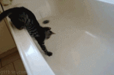 Cat+in+tub..