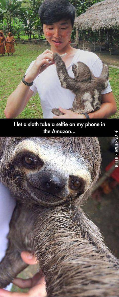 The+cutest+sloth+selfie