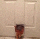 Fat+cat+squeezes+through+dog+door