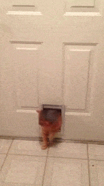 Fat+cat+squeezes+through+dog+door