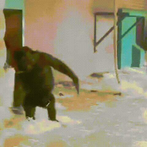 Ever+see+a+gorilla+ballerina%3F