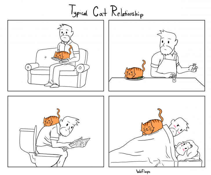 Typical+Cat+Relationship