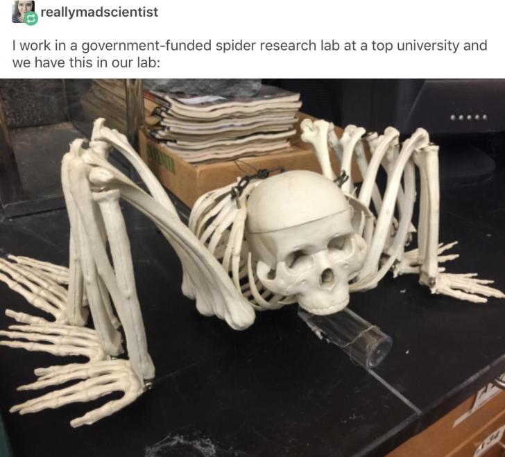 Anatomy+of+a+spider