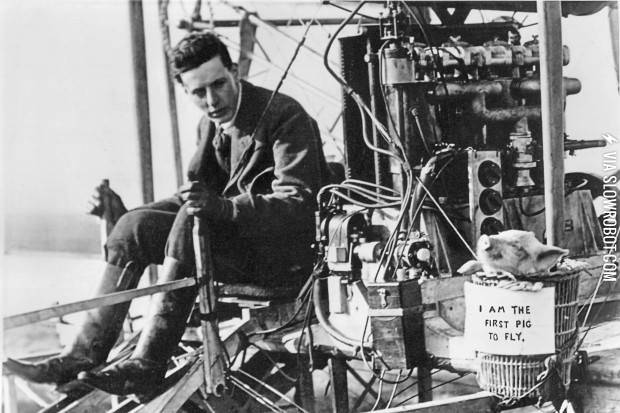 I+am+the+first+pig+to+fly.+4th+November+1909