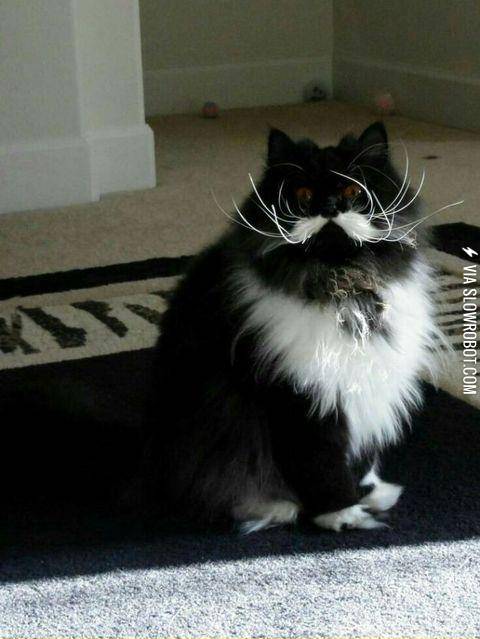 This+cat+has+a+glorious+mustache