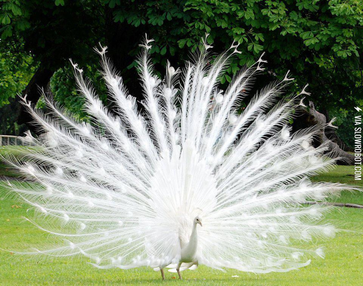 Albino+Peacock