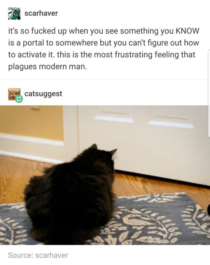 Portal+vs+cat