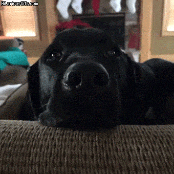 My+human+is+always+dog-tired.