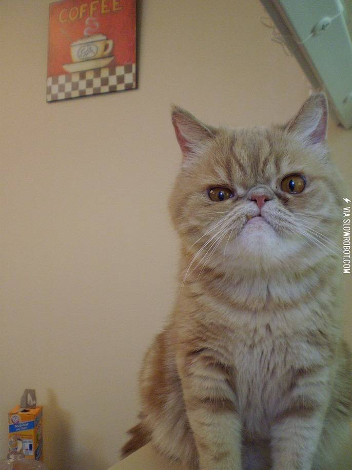 this+is+my+spirit+animal