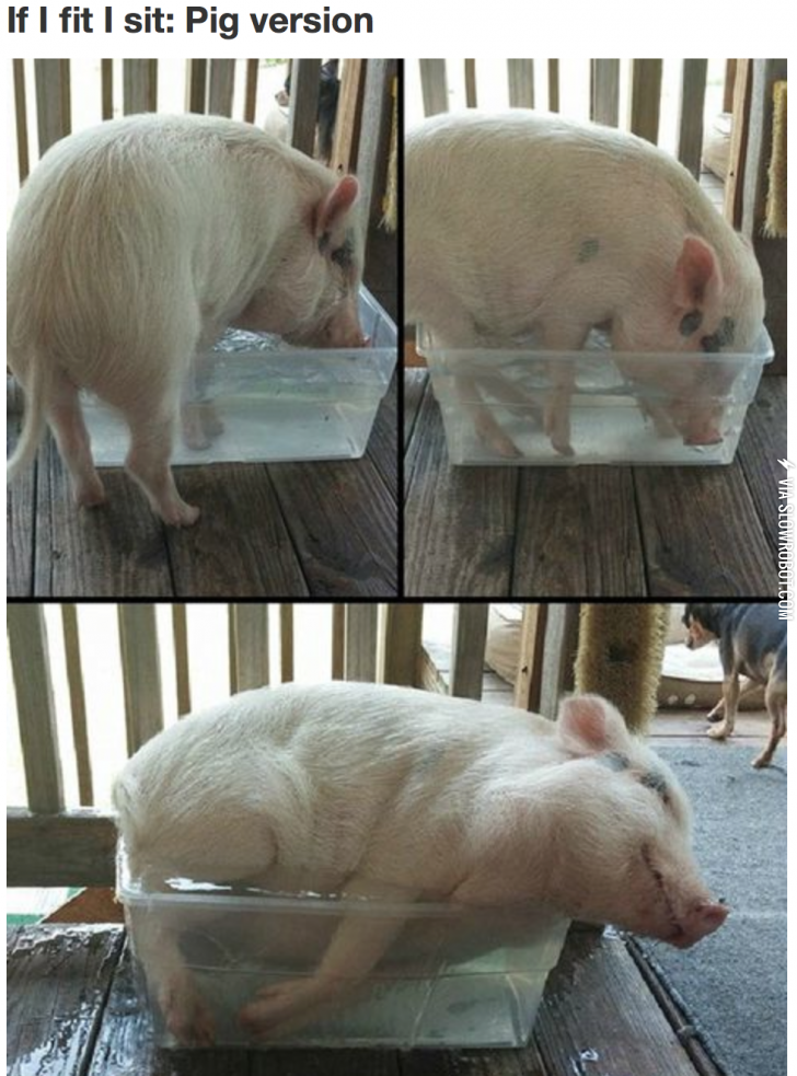 If+I+fits%2C+I+sits.