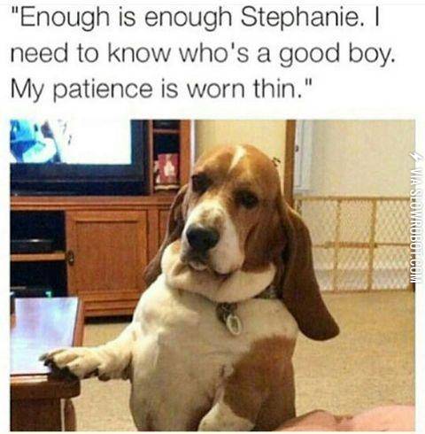 No+more+patience+for+this+dog