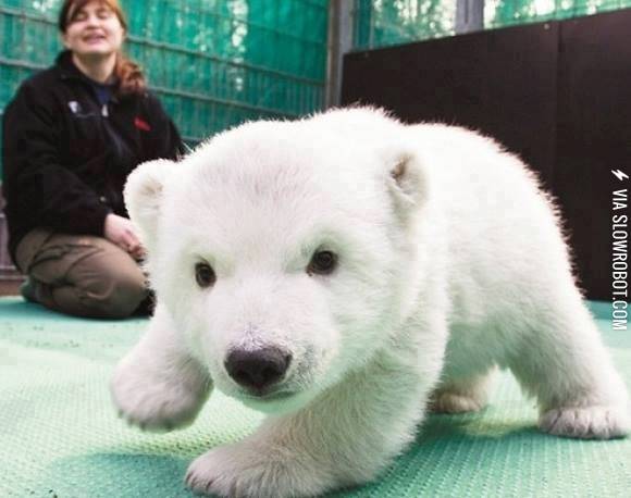 For+those+who+wonder+what+a+baby+polar+bear+looks+like