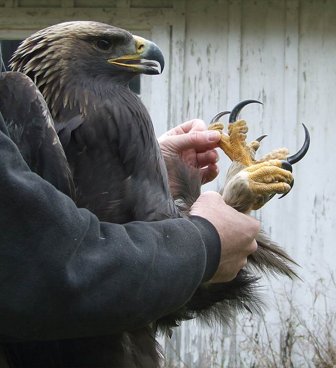 Golden+Eagle+talons