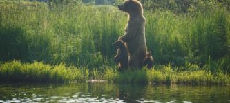 A+mother+and+her+cubs%2C+Alaska