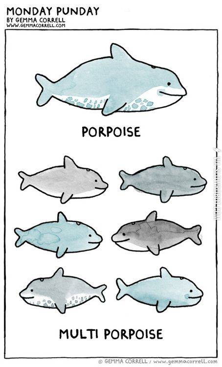 Multi+Porpoise