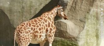 Giraffe+with+Dwarfism.