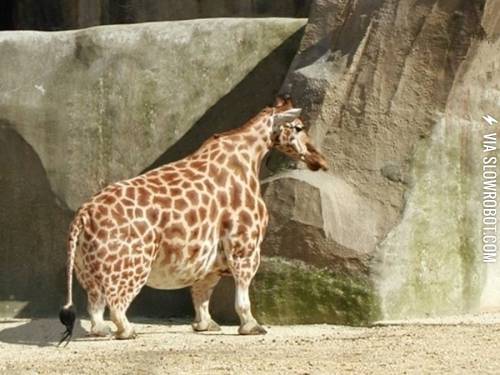Giraffe+with+Dwarfism.