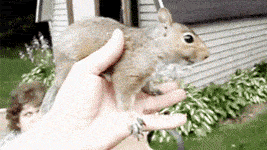 A+friendly+squirrel.