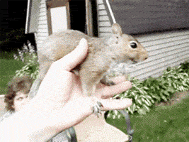 A+friendly+squirrel.