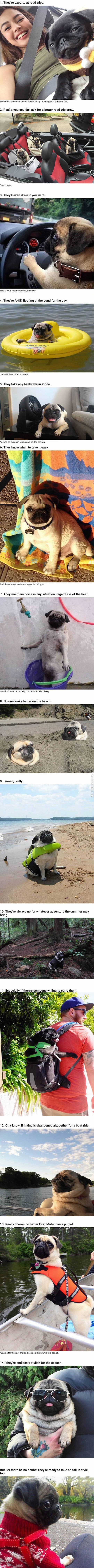 14+Reasons+Pugs+Are+The+Ultimate+Experts+In+Summer+Living