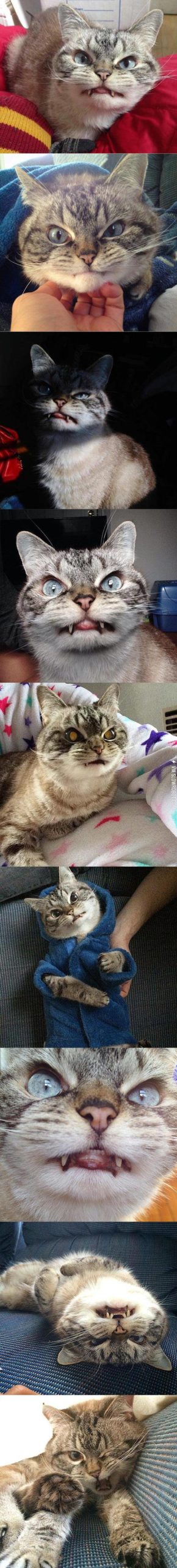 Meet+Loki%2C+The+Vampire+Cat