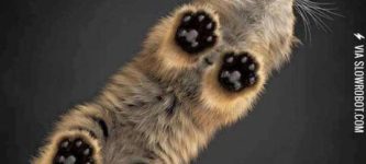 Kitten+Toes