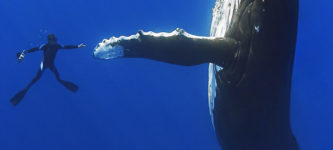 Humpback+Whale+and+Diver+Shake+Hands